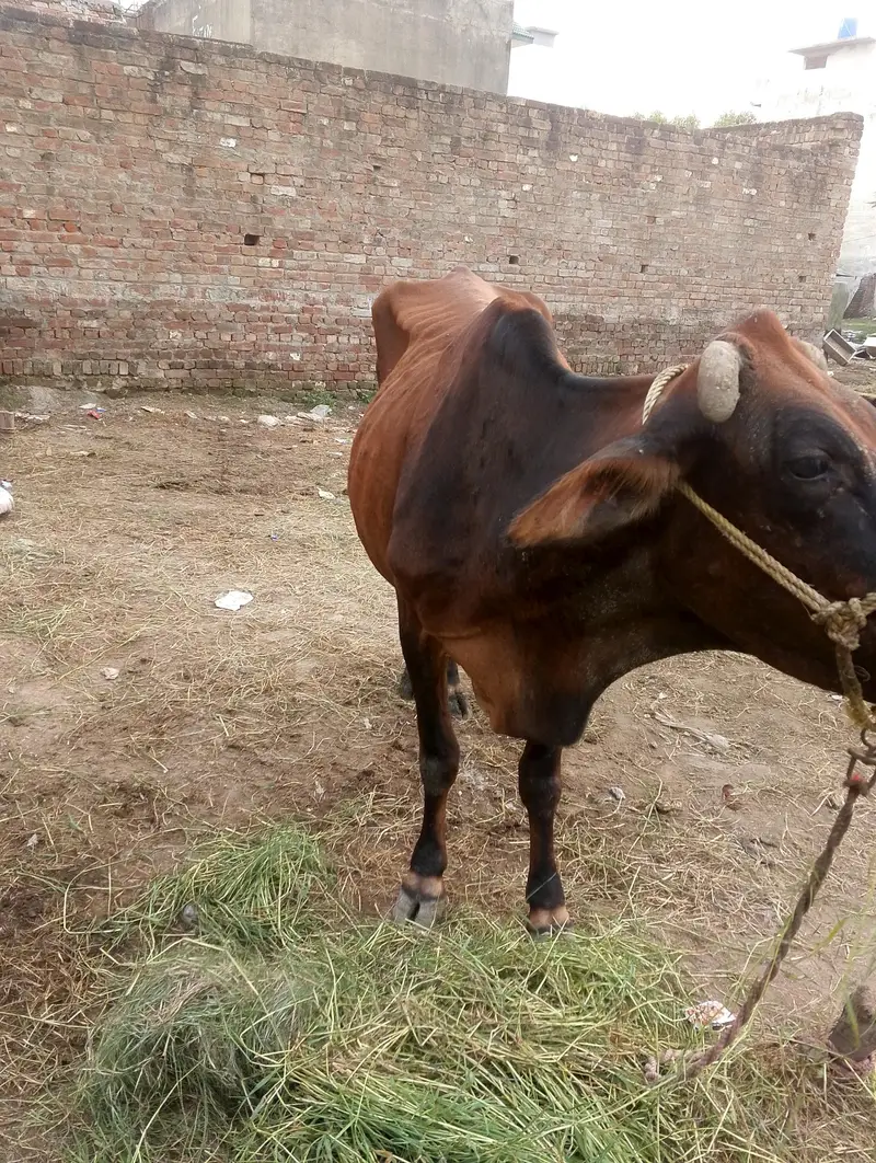 Cow for sale — photo 3
