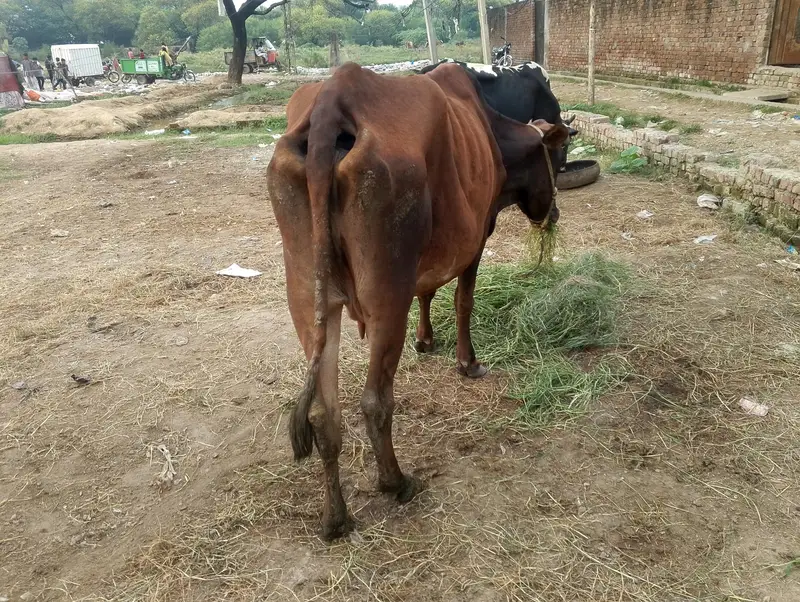 Cow for sale — photo 4
