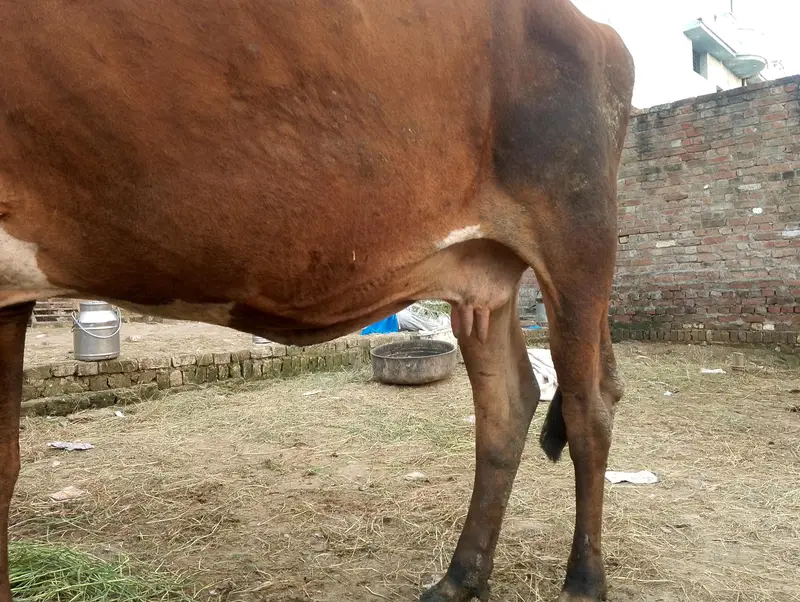 Cow for sale — photo 5