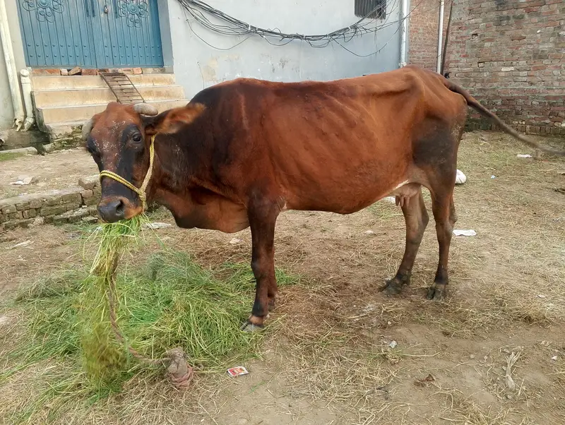 Cow for sale — photo 6