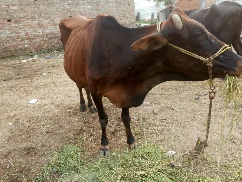 Cow for sale — photo 7