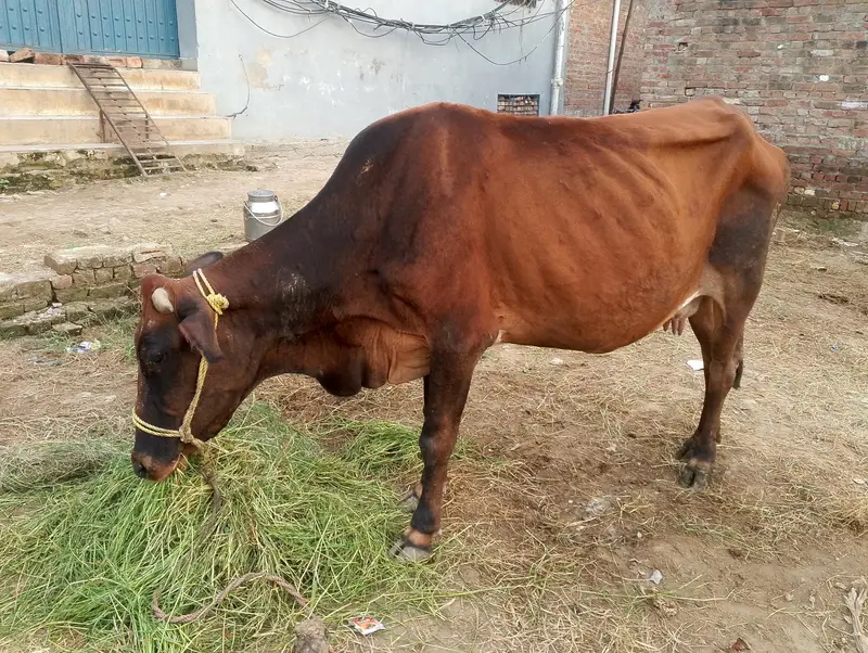 Cow for sale — photo 8