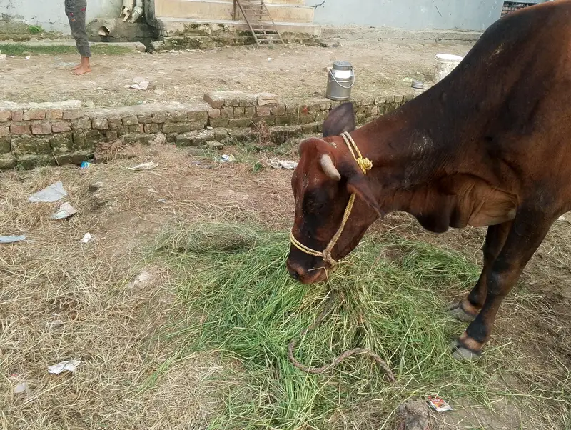 Cow for sale — photo 9