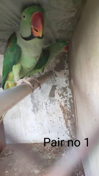 Breeder pair