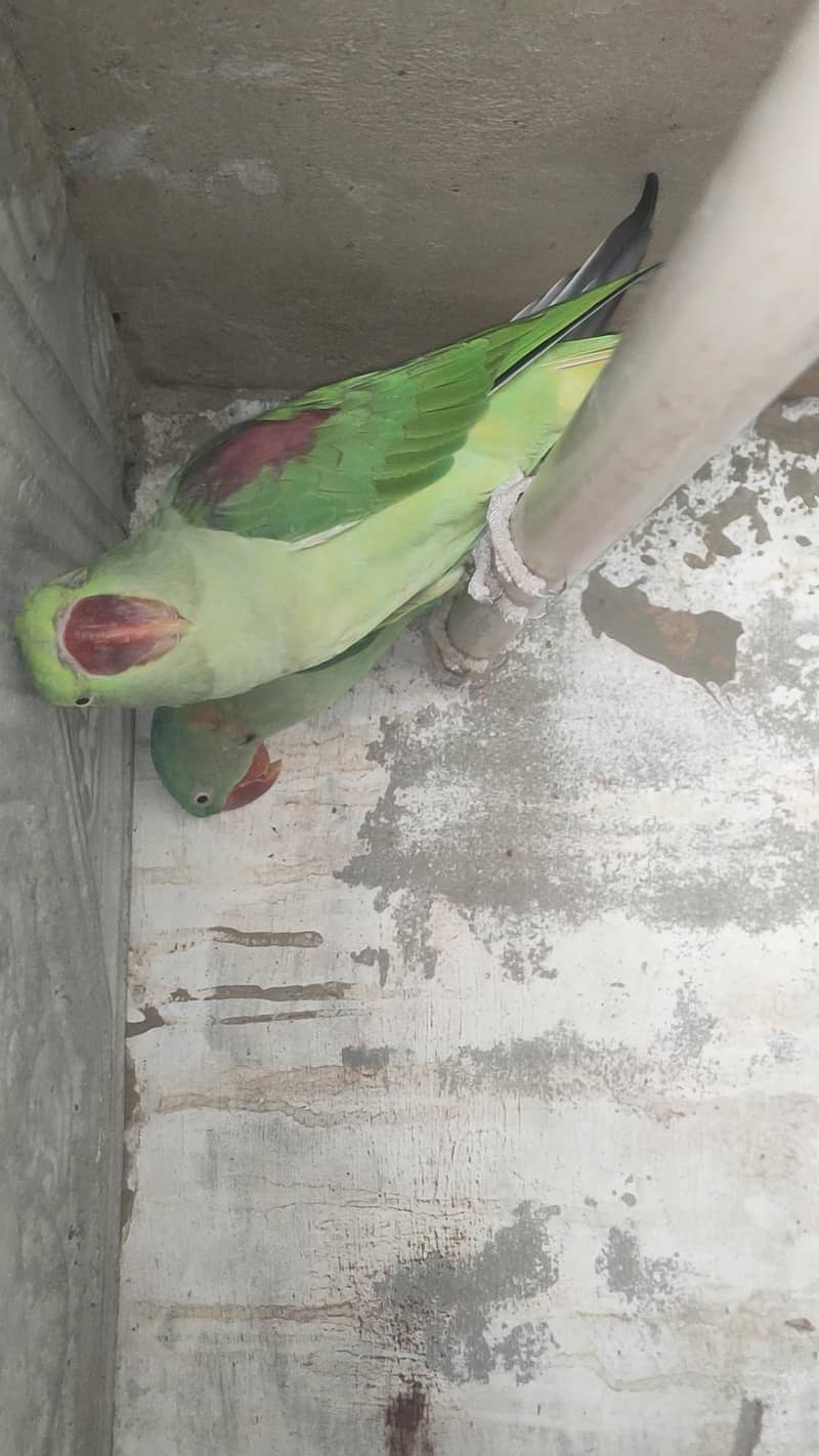 Breeder pair 2