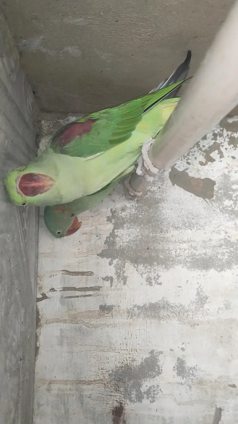 Breeder pair — photo 3