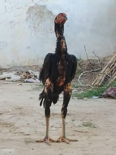 hen sale
