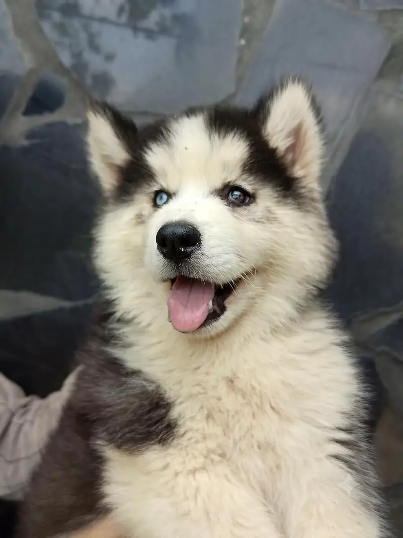 Sibarian husky puppies WhatsApp 03485816804 — photo 2