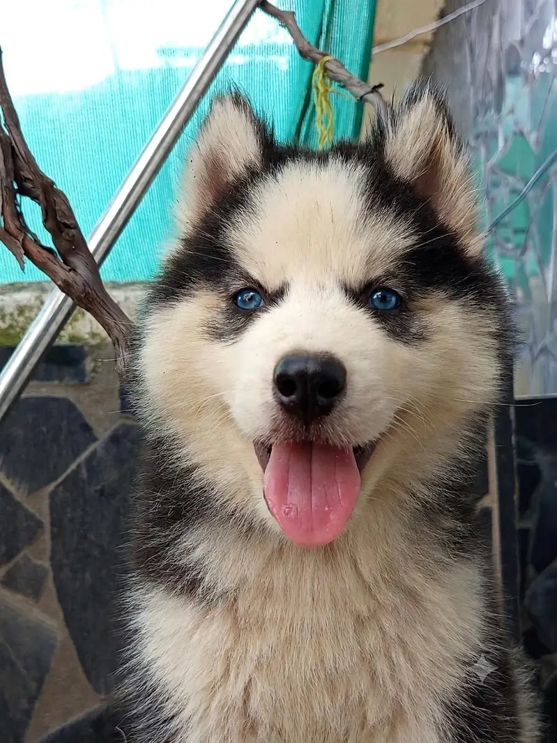 Sibarian husky puppies WhatsApp 03485816804