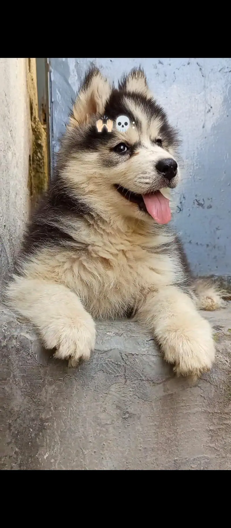 Sibarian husky puppies WhatsApp 03485816804 — photo 3