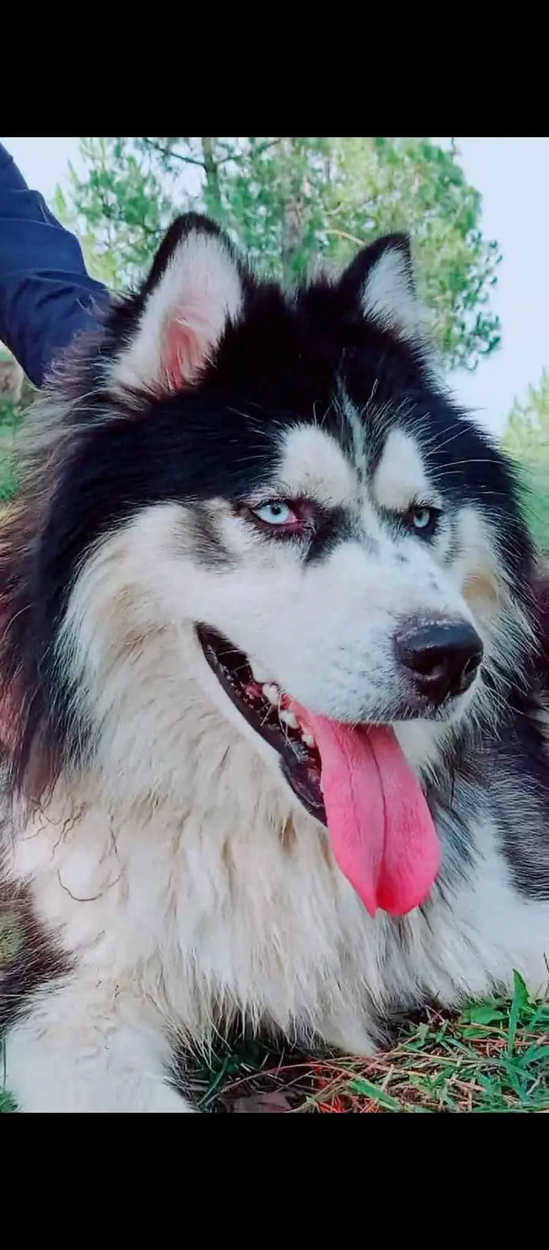 Sibarian husky puppies WhatsApp 03485816804 — photo 4