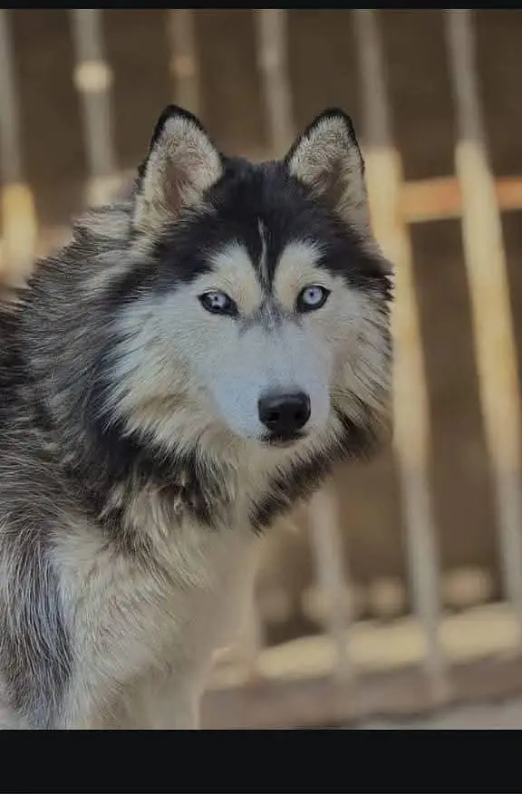 Sibarian husky puppies WhatsApp 03485816804 — photo 5