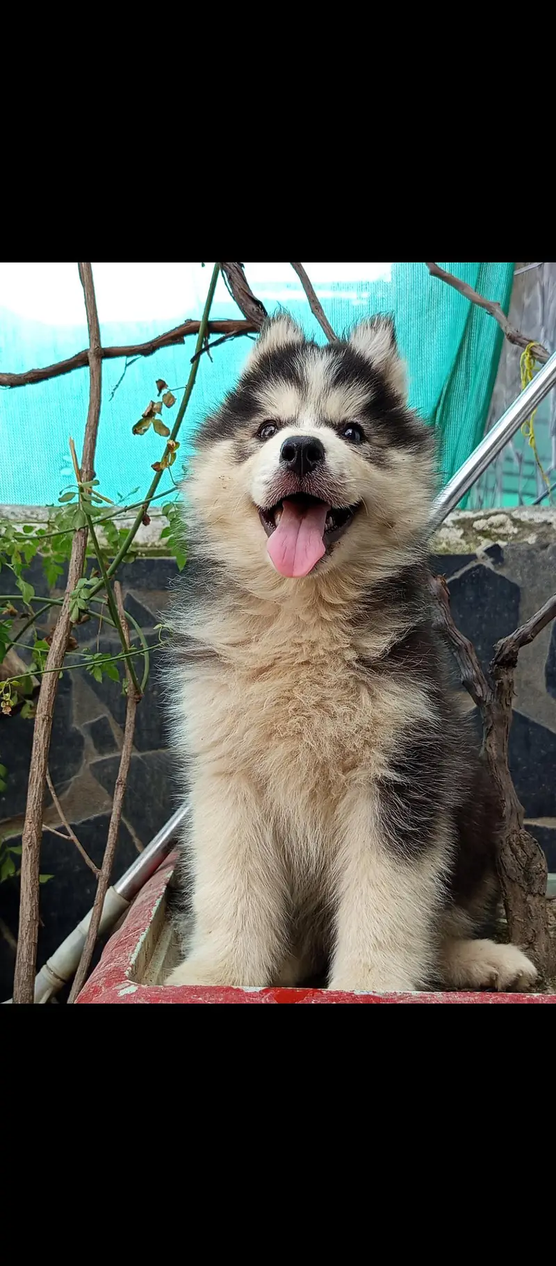Sibarian husky puppies WhatsApp 03485816804 — photo 6