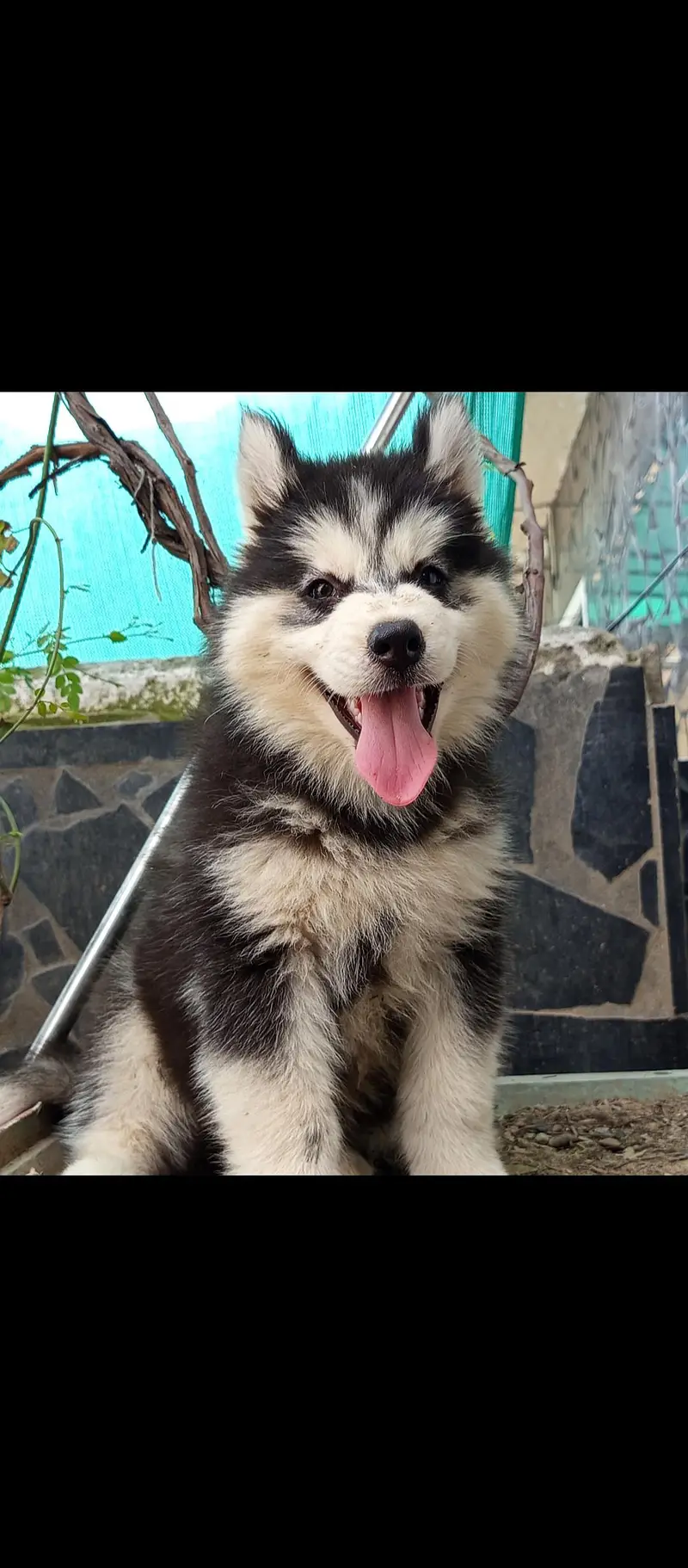 Sibarian husky puppies WhatsApp 03485816804 — photo 7