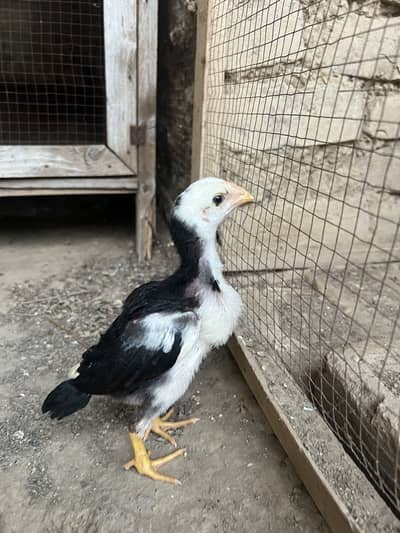 Aseel Chicks