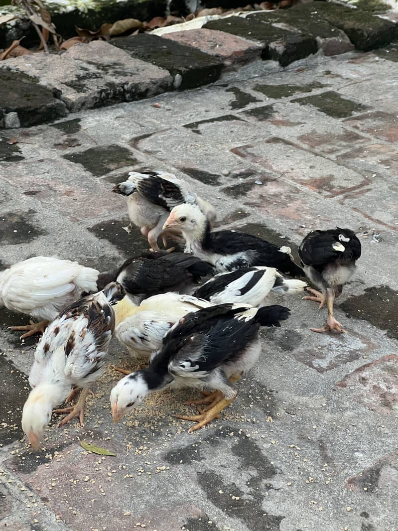 Aseel Chicks 1