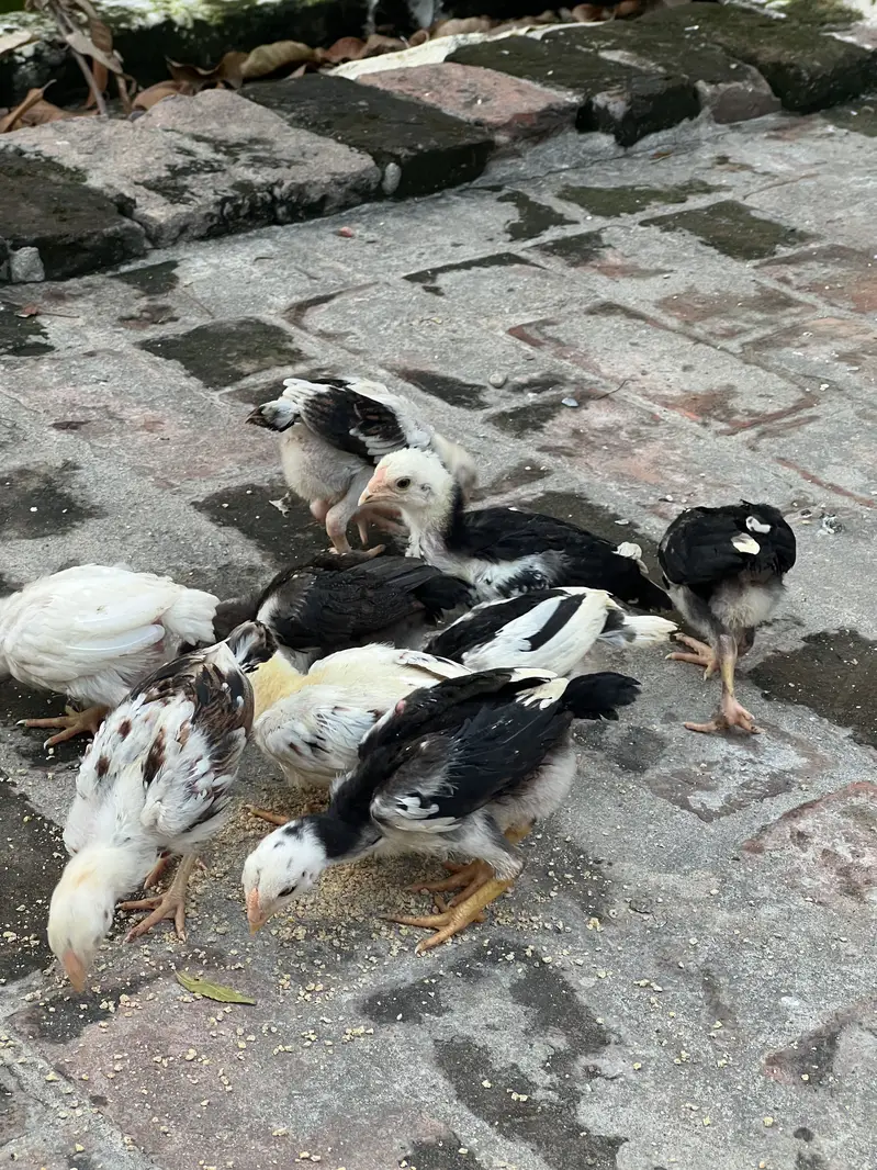 Aseel Chicks — photo 2