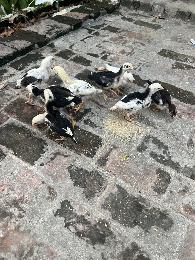 Aseel Chicks — photo 4