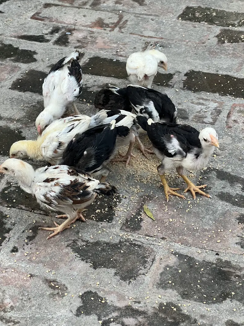 Aseel Chicks — photo 6