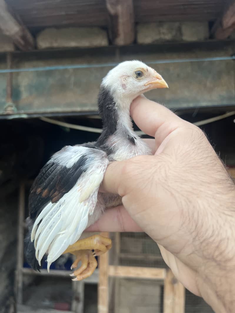 Aseel Chicks 6