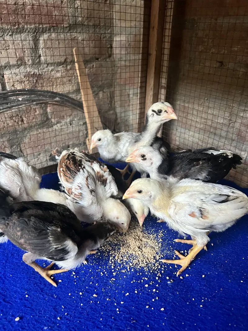 Aseel Chicks — photo 8