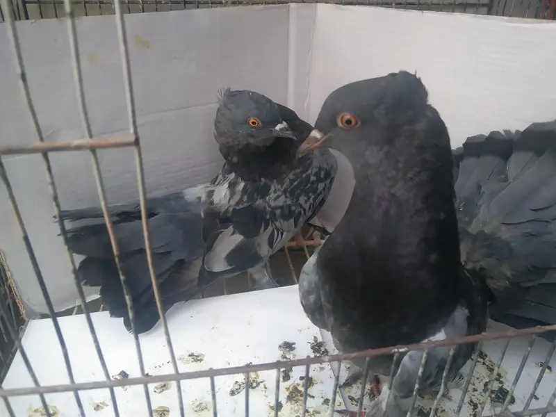 laka kabuter pair