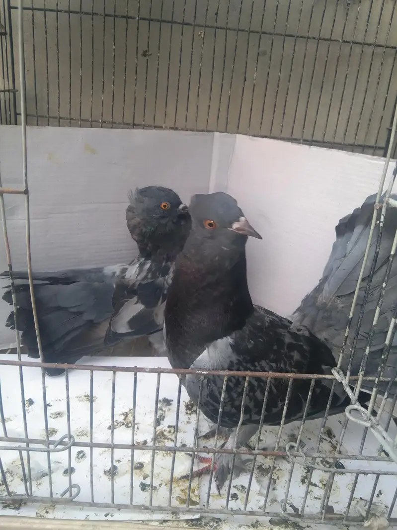 laka kabuter pair — photo 2