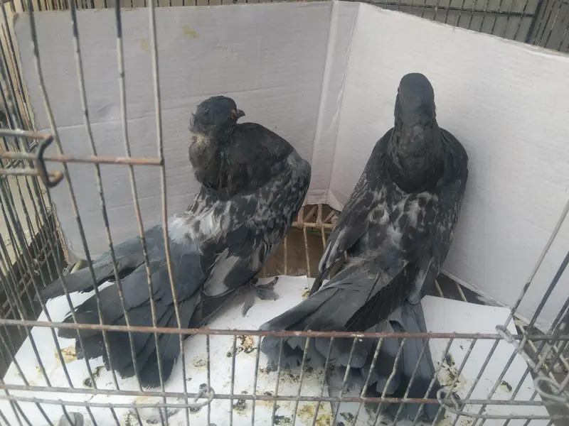 laka kabuter pair — photo 4