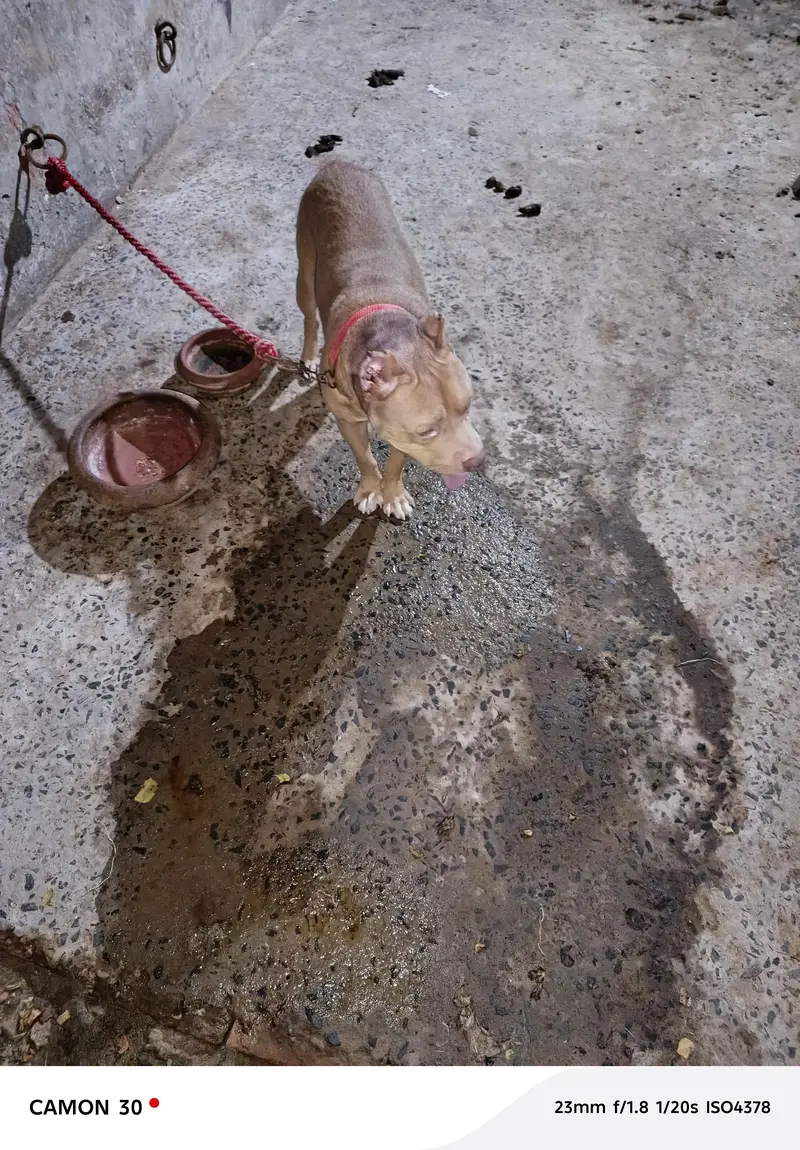 game line pit bull terrier — photo 2