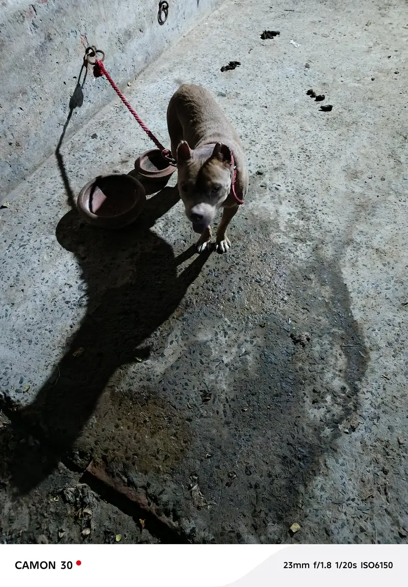 game line pit bull terrier — photo 3