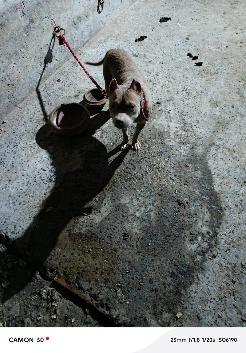 game line pit bull terrier — photo 4