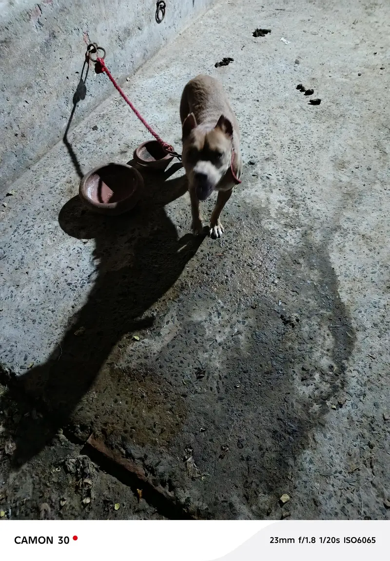 game line pit bull terrier — photo 5