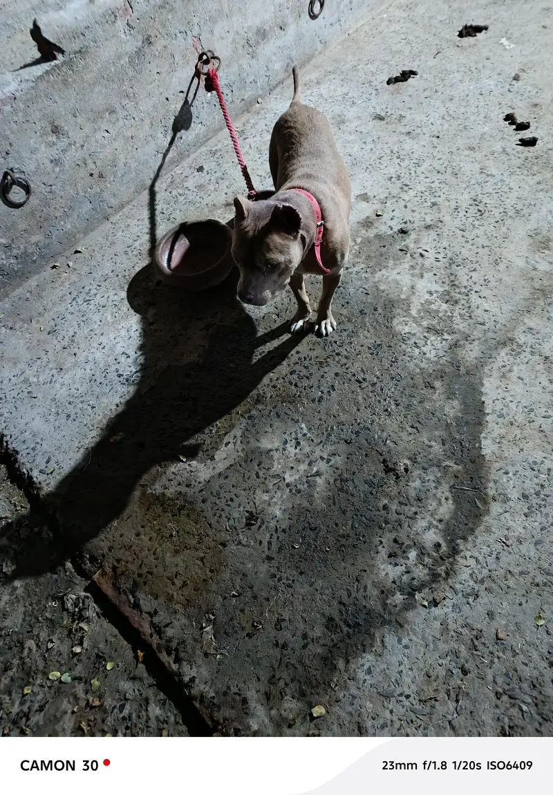 game line pit bull terrier — photo 6