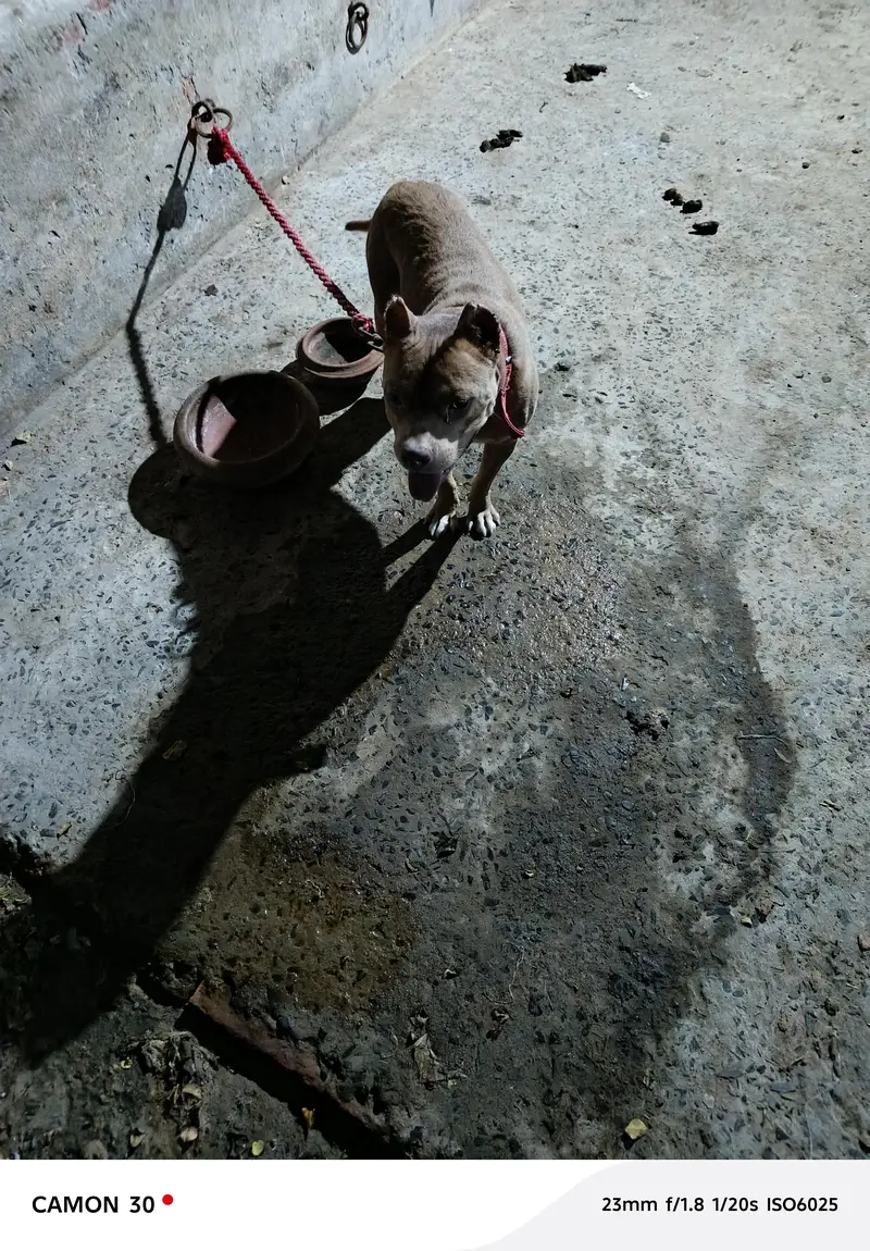 game line pit bull terrier — photo 7