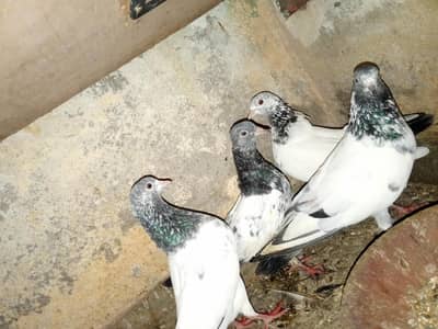 High Flying Teddy Pigeons / Teddy Kabootar Pair for Sale
