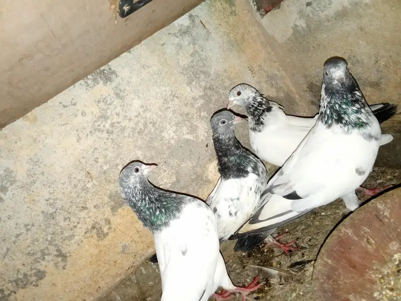 High Flying Teddy Pigeons / Teddy Kabootar Pair for Sale