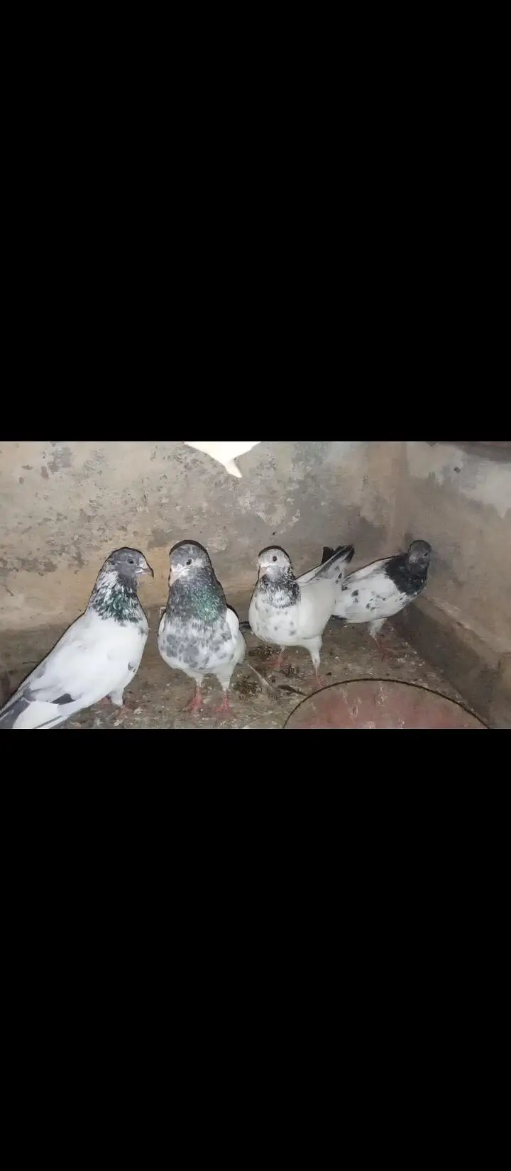 High Flying Teddy Pigeons / Teddy Kabootar Pair for Sale — photo 2