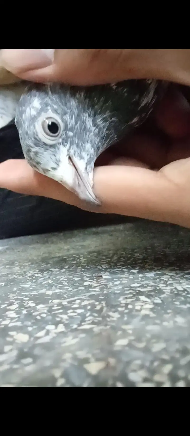 High Flying Teddy Pigeons / Teddy Kabootar Pair for Sale — photo 3