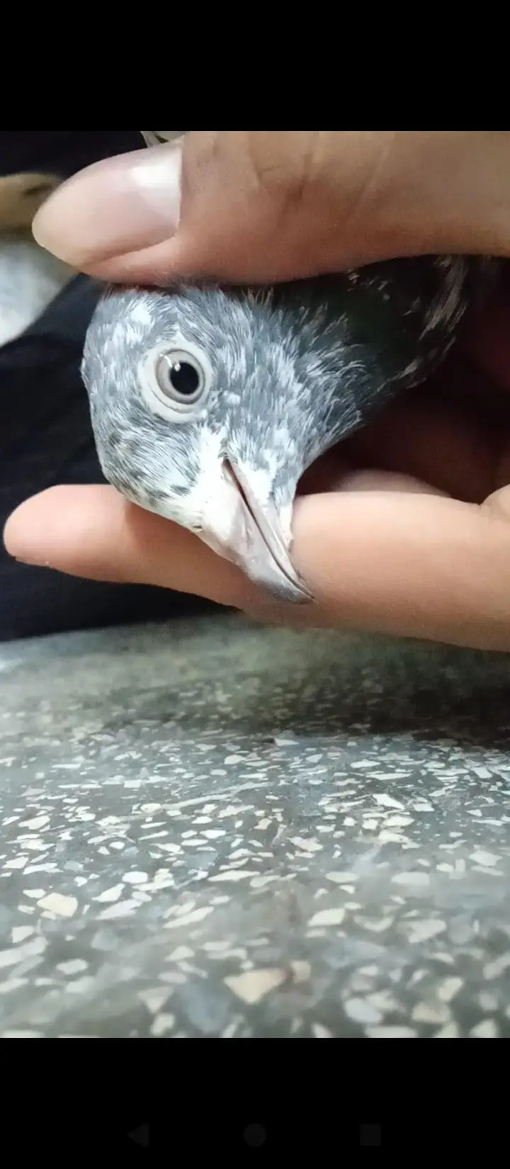 High Flying Teddy Pigeons / Teddy Kabootar Pair for Sale — photo 4