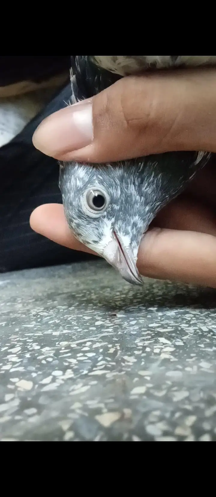 High Flying Teddy Pigeons / Teddy Kabootar Pair for Sale — photo 5