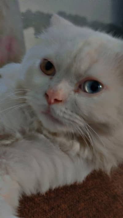 my cat for sale