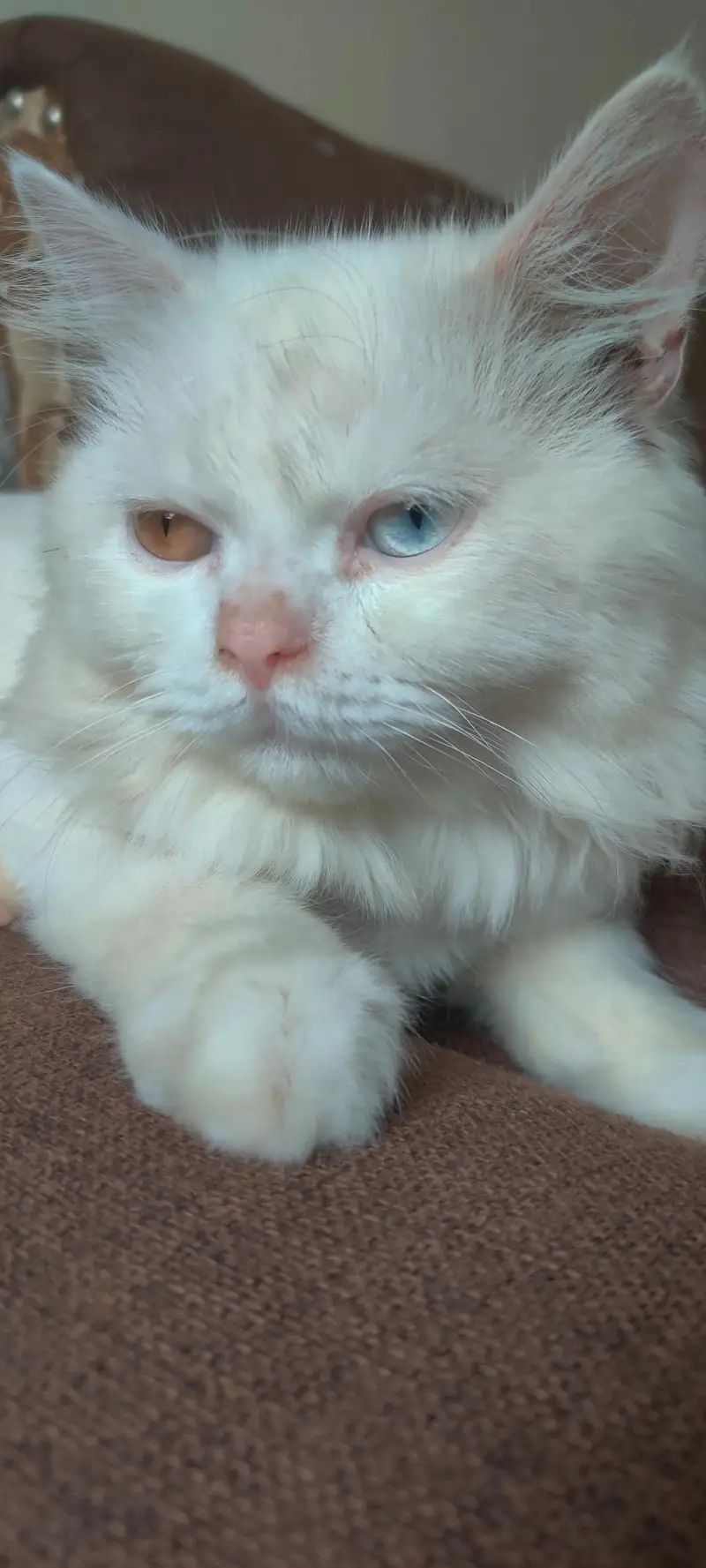 my cat for sale — photo 2