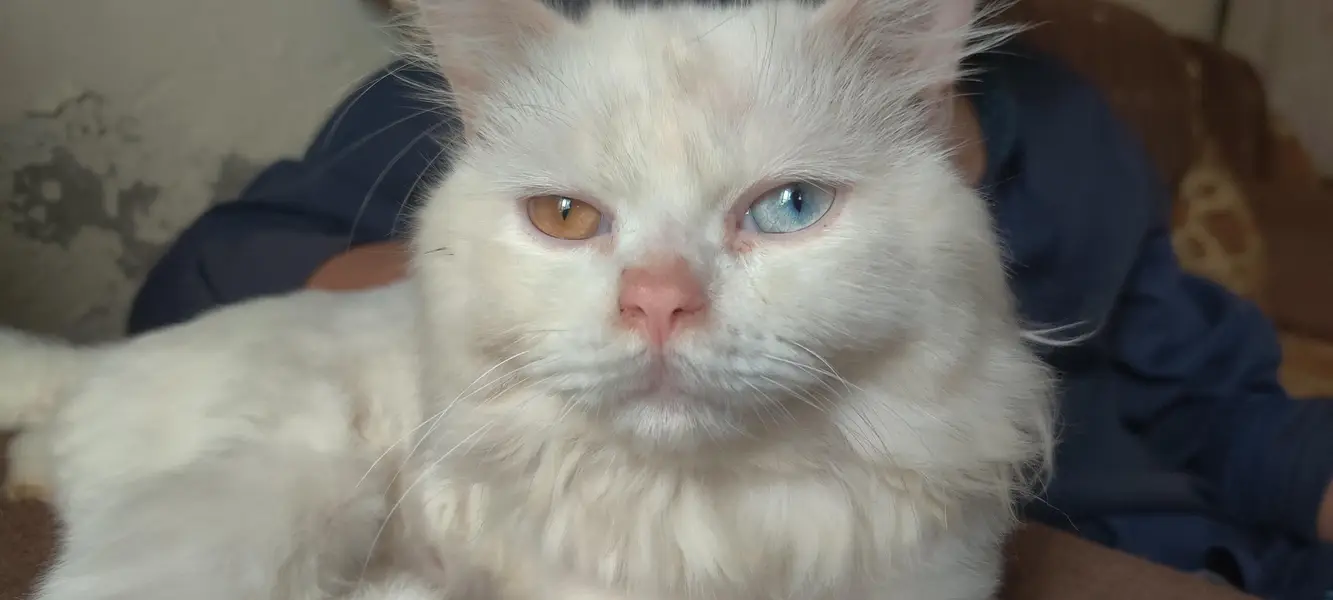 my cat for sale — photo 3