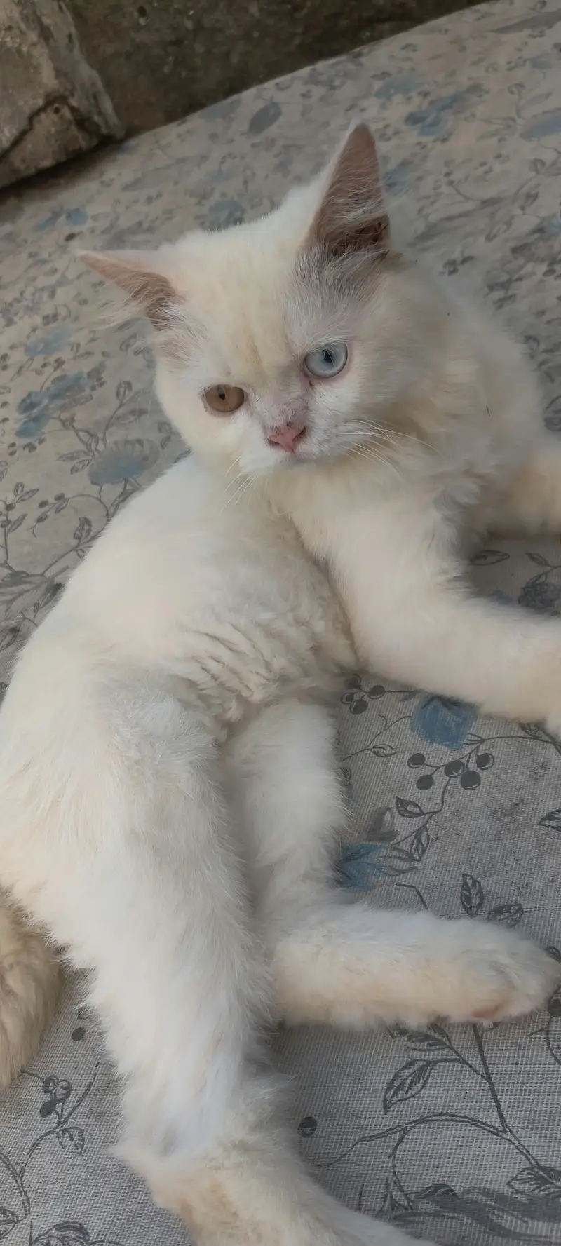 my cat for sale — photo 4
