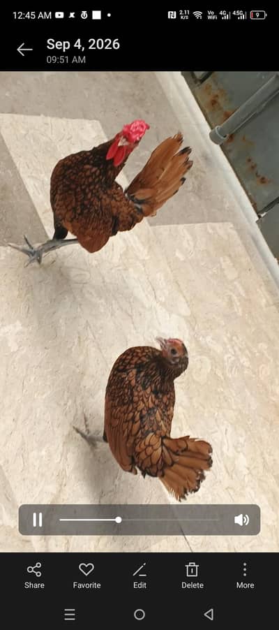 Golden sebright  for sale