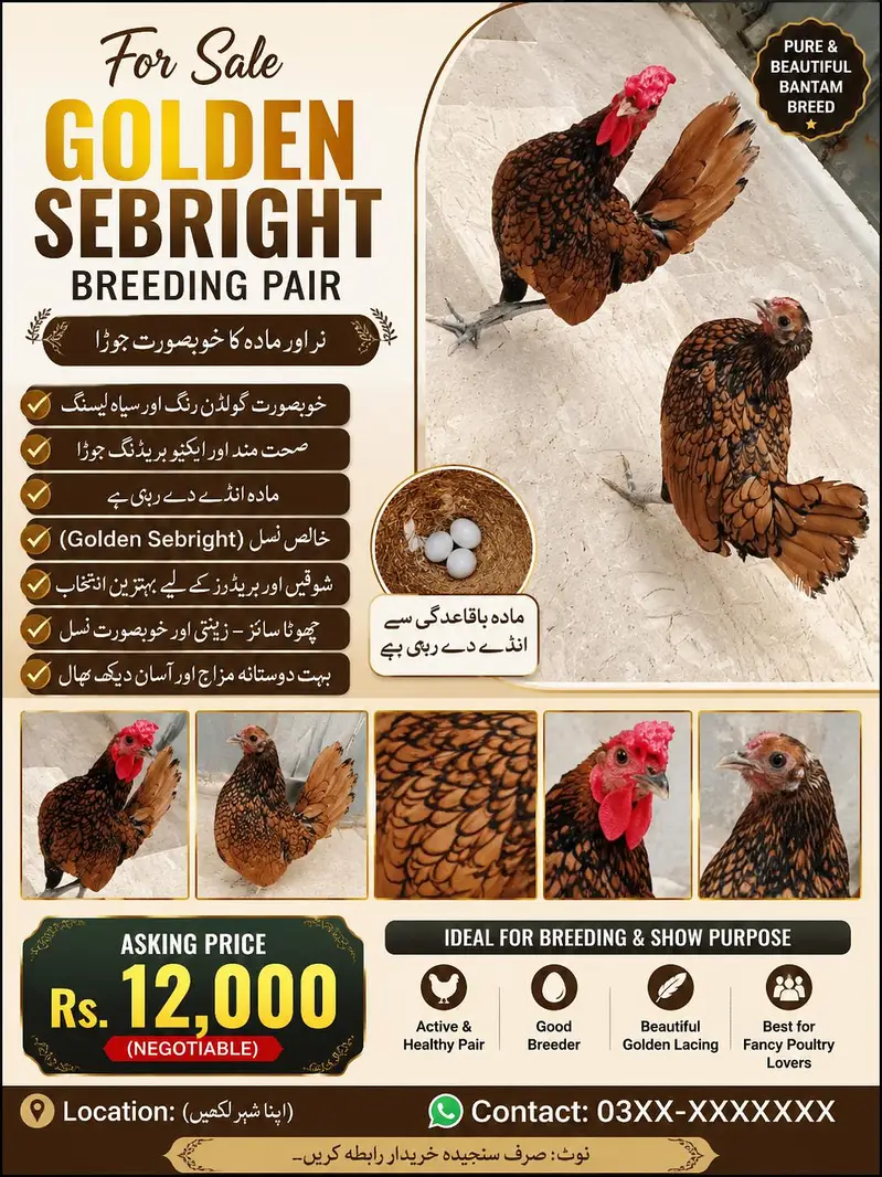 Golden sebright  for sale — photo 2