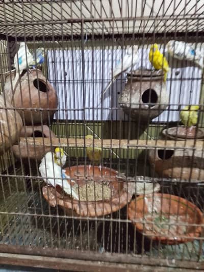 Australia parrots pair for sale with cage