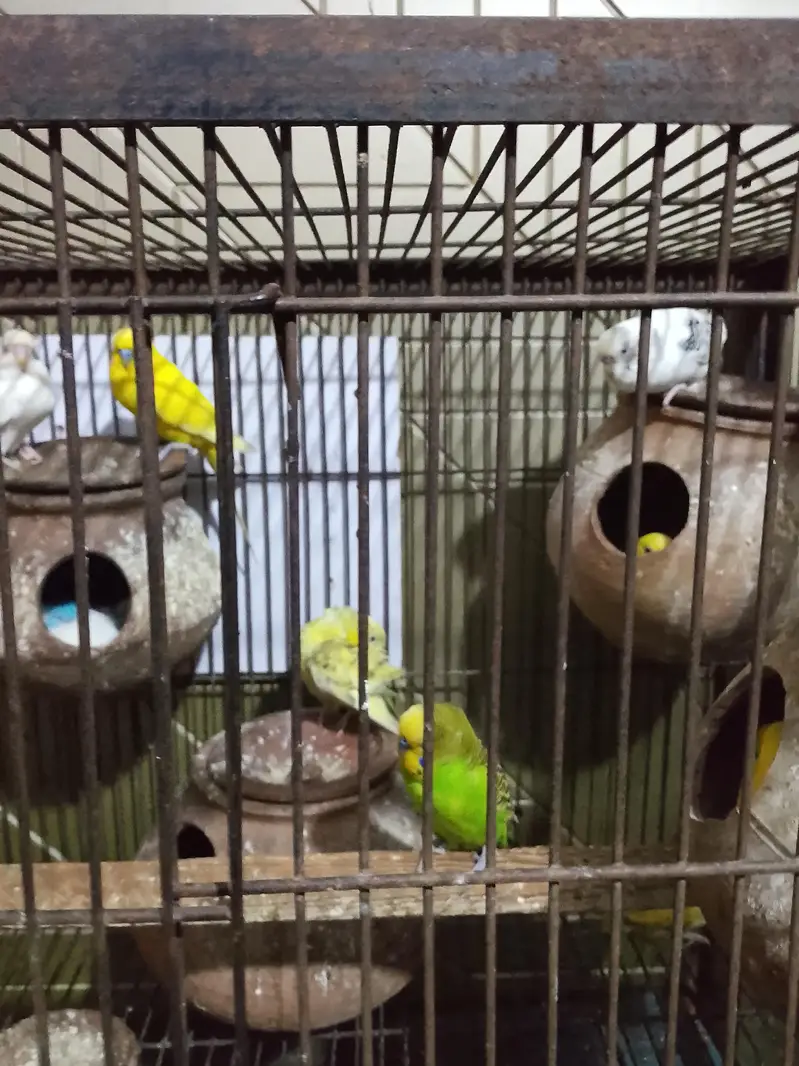 Australia parrots pair for sale with cage — photo 2