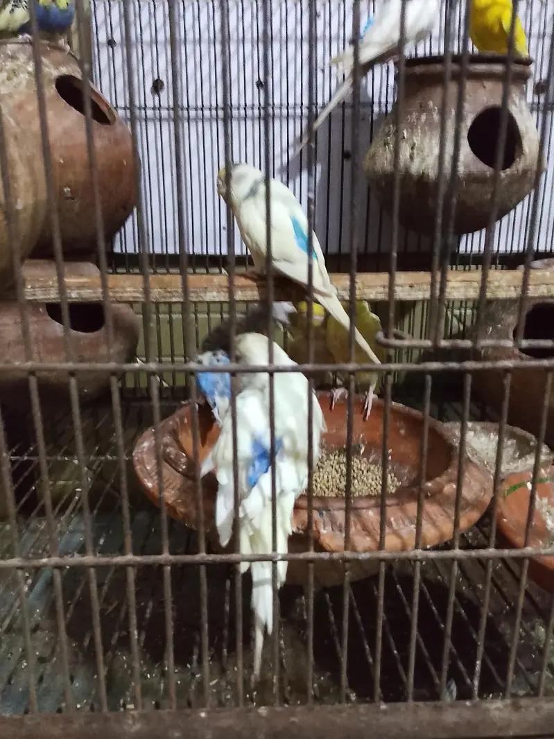 Australia parrots pair for sale with cage — photo 3