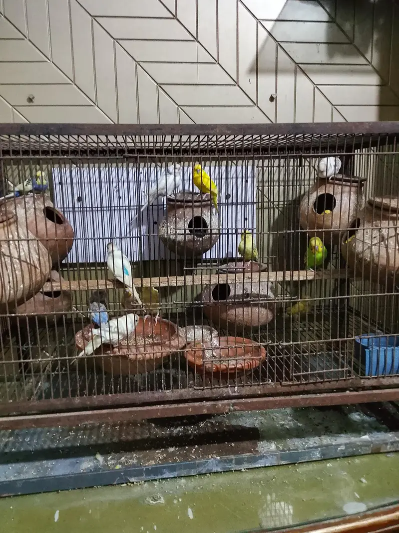 Australia parrots pair for sale with cage — photo 4